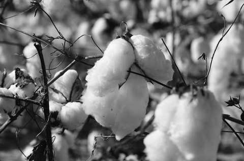 Natural Fibres Gain Ground in Performance Apparel