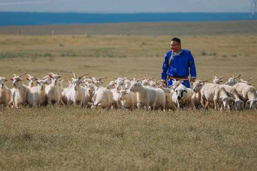Sustainable Cashmere Industry Discussed - Inniverse